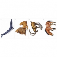 Модель-аппликация Многообразие хордовых. Млекопитающие - fgospostavki.ru - Ейск