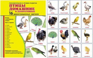 Демонстрационные карточки "Птицы домашние и декоративные" - fgospostavki.ru - Ейск