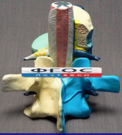 Модель "Части позвоночника человека" - fgospostavki.ru - Ейск