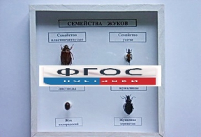 Коллекция "Семейство жуков" - fgospostavki.ru - Ейск