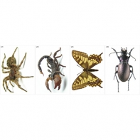 Модель-аппликация Многообразие беспозвоночных - fgospostavki.ru - Ейск