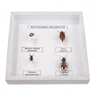Коллекция энтомологическая "Насекомые вредители" - fgospostavki.ru - Ейск