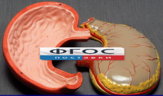 Модель "Желудок" - fgospostavki.ru - Ейск