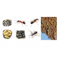 Модель-аппликация Муравьи. Устройство муравейника - fgospostavki.ru - Ейск