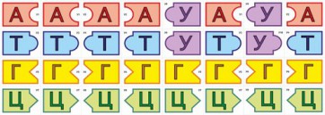 Модель-аппликация Удвоение ДНК и транскрипция РНК - fgospostavki.ru - Ейск