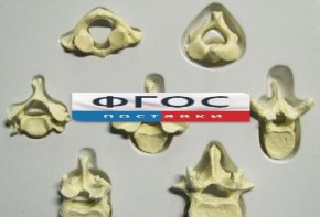 Модель "Позвонки" (из 7 штук) - fgospostavki.ru - Ейск