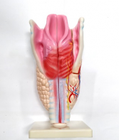 Модель "Гортань" - fgospostavki.ru - Ейск