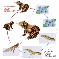 Модель-аппликация Цикл развития лягушки - fgospostavki.ru - Ейск