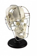 Кости черепа человека смонтированные - fgospostavki.ru - Ейск