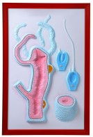 Барельефная модель "Строение гидры" - fgospostavki.ru - Ейск