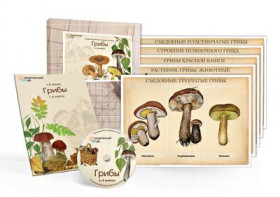 Комбинированное наглядное пособие  «Грибы» - fgospostavki.ru - Ейск