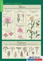 Комплект таблиц. Биология 6 класс. Растения, грибы, лишайники - fgospostavki.ru - Ейск