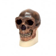Модель черепа синантропа - fgospostavki.ru - Ейск