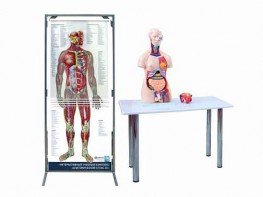 Интерактивный учебный комплекс "Анатомический атлас 3D" - fgospostavki.ru - Ейск