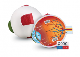 Модель глаза человека (анатомическая) - fgospostavki.ru - Ейск