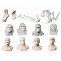 Набор моделей палеонтологических находок "Происхождение человека"	 - fgospostavki.ru - Ейск