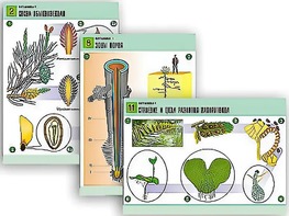 Комплект таблиц по биологии демонстрационных "Ботаника 1" (12 таблиц, формат А1, ламинированные) - fgospostavki.ru - Ейск