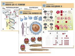 Комплект таблиц по биологии демонстрационных "Общая биология 1" (16 таблиц, формат А1, ламинированные) - fgospostavki.ru - Ейск