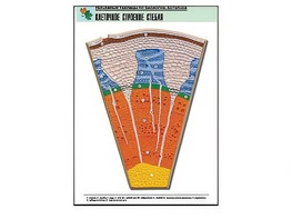 Рельефная таблица "Клеточное строение стебля" (формат А1, матовое ламинирование) - fgospostavki.ru - Ейск