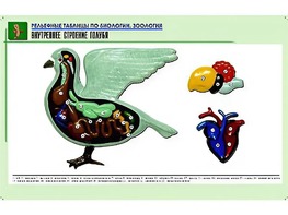 Рельефная таблица "Внутреннее строение голубя" (формат А1, матовое ламинирование) - fgospostavki.ru - Ейск