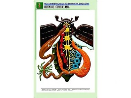 Рельефная таблица "Внутреннее строение жука" (формат А1, матовое ламинирование) - fgospostavki.ru - Ейск