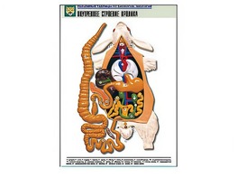 Рельефная таблица "Внутреннее строение кролика" (формат А1, матовое ламинирование) - fgospostavki.ru - Ейск