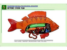 Рельефная таблица "Внутреннее строение рыбы" (формат А1, матовое ламинирование) - fgospostavki.ru - Ейск