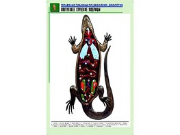 Рельефная таблица "Внутреннее строение ящерицы" (формат А1, матовое ламинирование) - fgospostavki.ru - Ейск