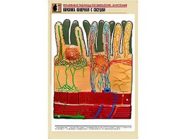 Рельефная таблица "Ворсинка кишечная с сосудом" (формат А1, матовое ламинирование) - fgospostavki.ru - Ейск