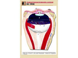 Рельефная таблица "Глаз. Строение" (формат А1, матовое ламинирование) - fgospostavki.ru - Ейск
