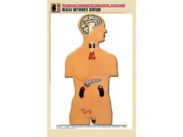 Рельефная таблица "Железы внутренней секреции" (формат А1, матовое ламинирование) - fgospostavki.ru - Ейск