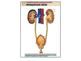 Рельефная таблица "Мочевыделительная система" (формат А1, матовое ламинирование) - fgospostavki.ru - Ейск