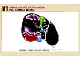 Рельефная таблица "Печень. Висцеральная поверхность" (формат А1, матовое ламинирование) - fgospostavki.ru - Ейск