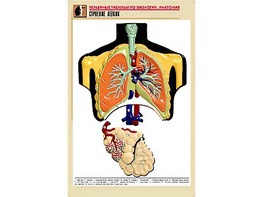 Рельефная таблица "Строение легких" (формат А1, матовое ламинирование) - fgospostavki.ru - Ейск