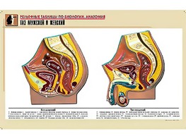 Рельефная таблица "Таз мужской и женский" (формат А1, матовое ламинирование) - fgospostavki.ru - Ейск