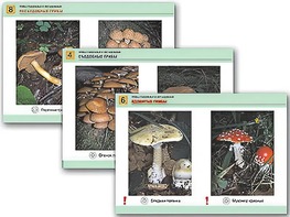 Комплект таблиц раздаточных "Грибы съедобные и несъедобные" (цветные, ламинированные, А4, 8 штук) - fgospostavki.ru - Ейск