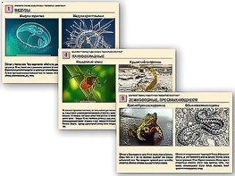 Комплект таблиц раздаточных "Ядовитые животные" - fgospostavki.ru - Ейск