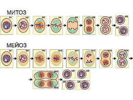 Модель-аппликация "Деление клетки. Митоз и мейоз" (ламинированная) - fgospostavki.ru - Ейск