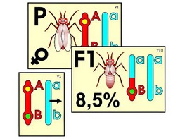 Модель-аппликация "Перекрест хромосом" (ламинированная) - fgospostavki.ru - Ейск