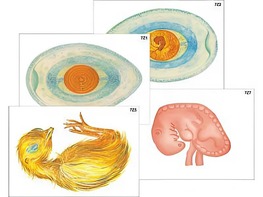 Модель-аппликация "Развитие птицы и млекопитающего (человека)" (ламинированная) - fgospostavki.ru - Ейск