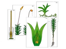 Модель-аппликация "Размножение мха" (ламинированная) - fgospostavki.ru - Ейск