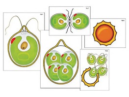 Модель-аппликация "Размножение одноклеточной водоросли" (ламинированная) - fgospostavki.ru - Ейск