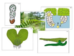 Модель-аппликация "Размножение папоротника" (ламинированная) - fgospostavki.ru - Ейск