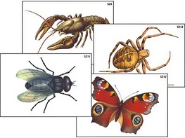 Модель-аппликация "Разнообразие беспозвоночных" (ламинированная) - fgospostavki.ru - Ейск