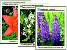 Гербарий фотографический "Основные группы растений" - fgospostavki.ru - Ейск