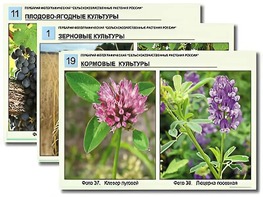 Гербарий фотографический "Сельскохозяйственные растения России" - fgospostavki.ru - Ейск