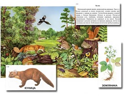 Магнитный плакат-аппликация "Лес: биоразнообразие и взаимосвязи в сообществе" - fgospostavki.ru - Ейск