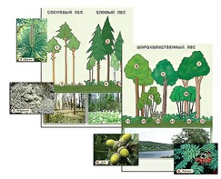 Гербарий фотографический "Растительные сообщества. Лес" (раздаточный) - fgospostavki.ru - Ейск