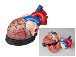 Модель сердца в разрезе (демонстрационная) - fgospostavki.ru - Ейск