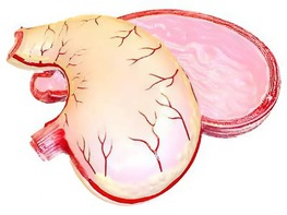 Модель желудка в разрезе - fgospostavki.ru - Ейск